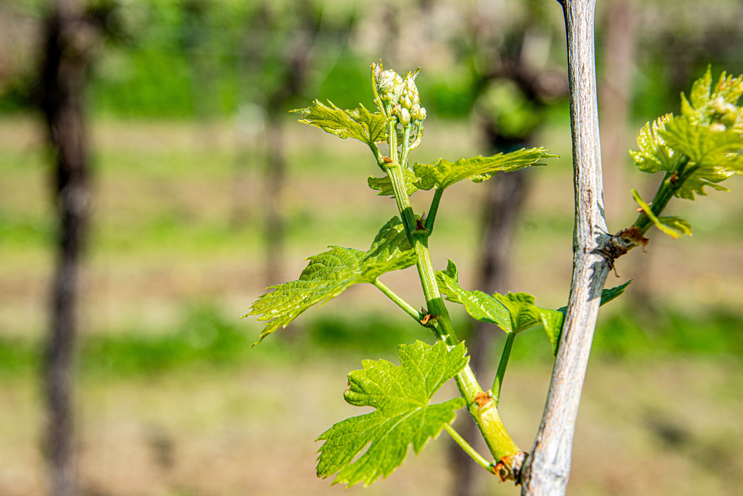 BOLLETTINO FITOSANITARIO VITE: 15 APRILE 2026 - 3