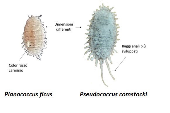 BOLLETTINO FITOSANITARIO VITE: 08 APRILE 2026 - 13