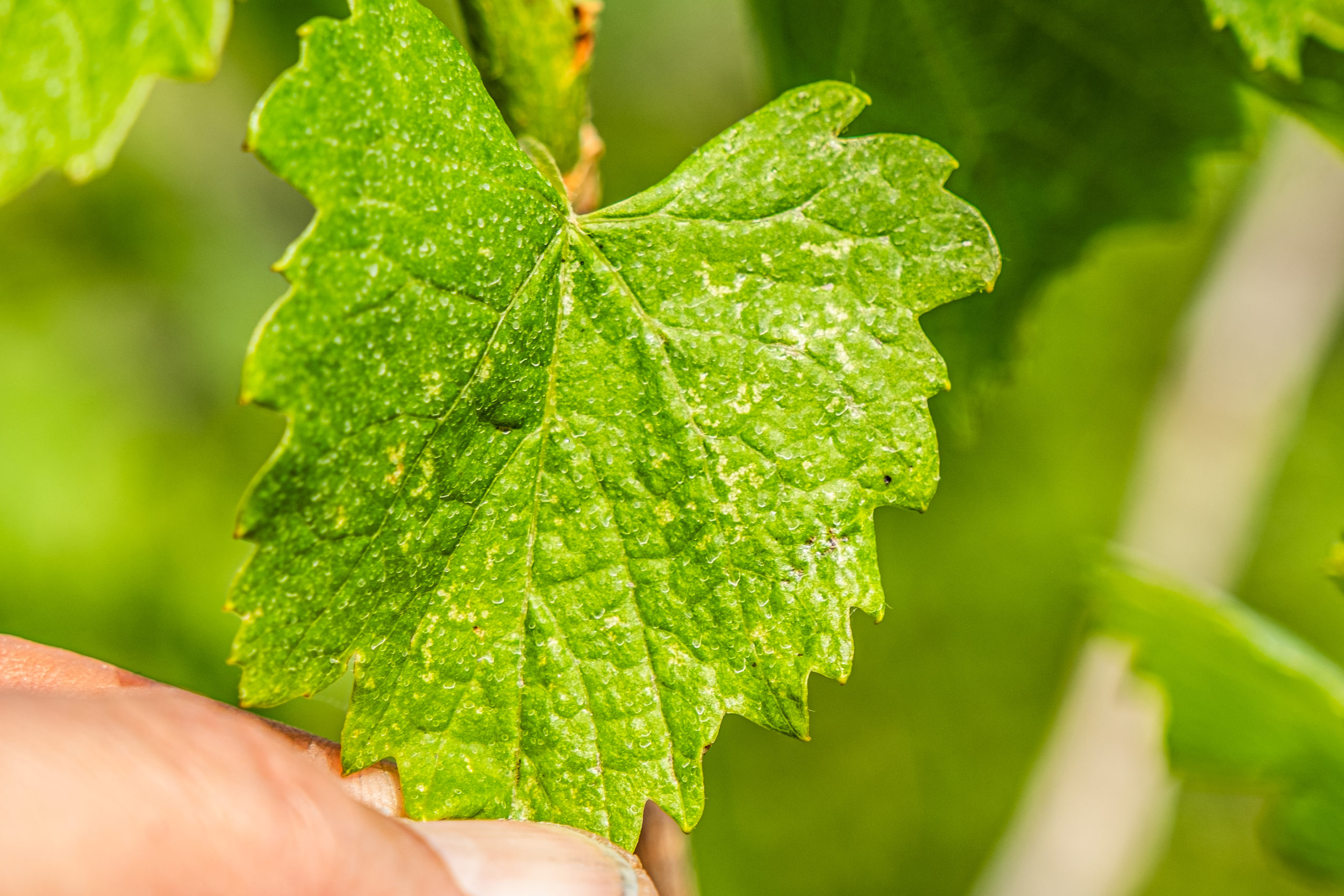 BOLLETTINO FITOSANITARIO BIOLOGICO: 15 APRILE 2026 - 11