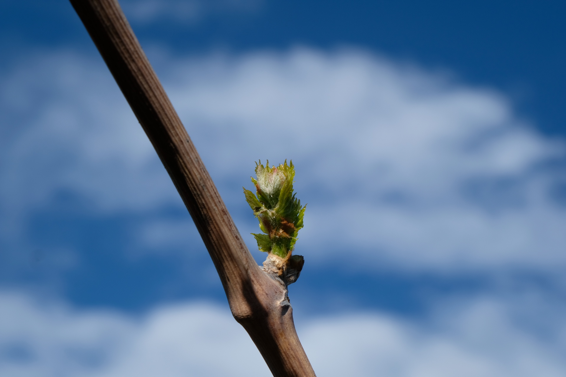 BOLLETTINO FITOSANITARIO VITE: 31 MARZO 2026 - 3