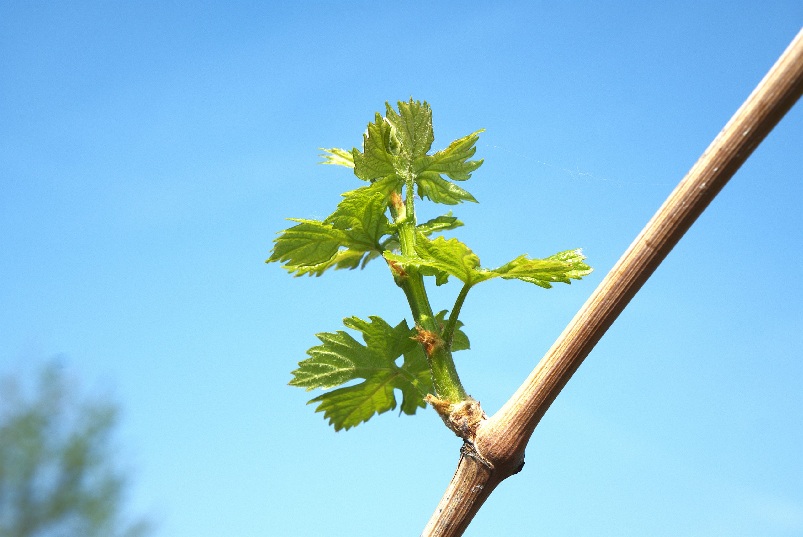BOLLETTINO FITOSANITARIO VITE: 08 APRILE 2026 - 3