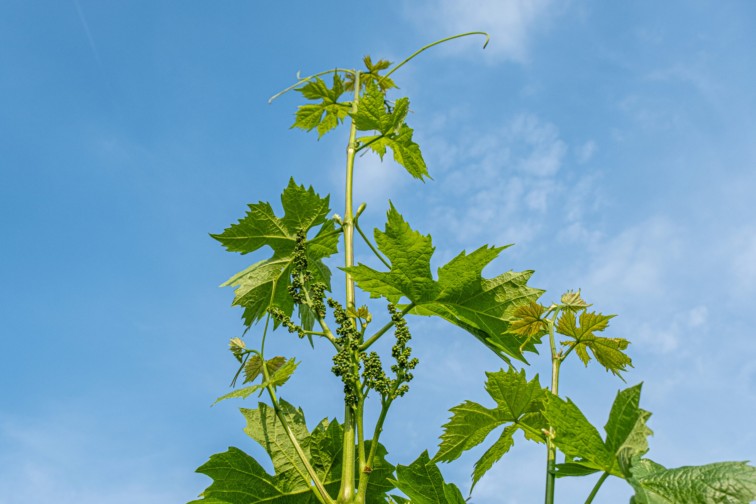 BOLLETTINO FITOSANITARIO VITE: 28 APRILE 2026 - 3