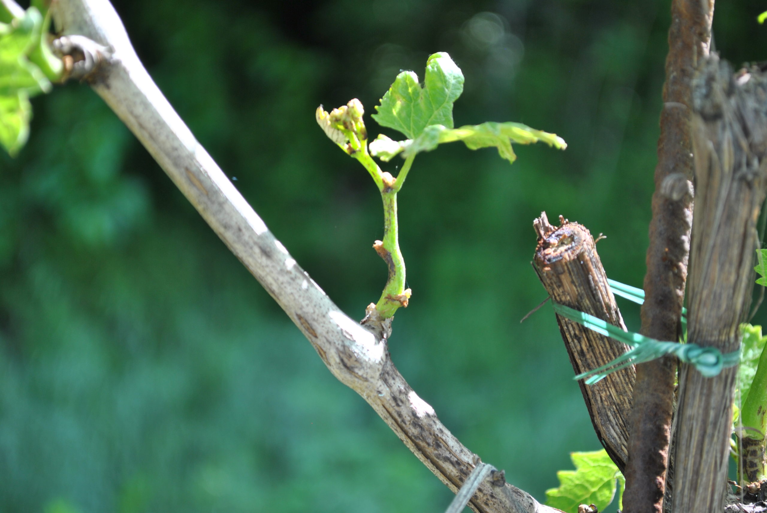 BOLLETTINO FITOSANITARIO VITE: 08 APRILE 2026 - 5