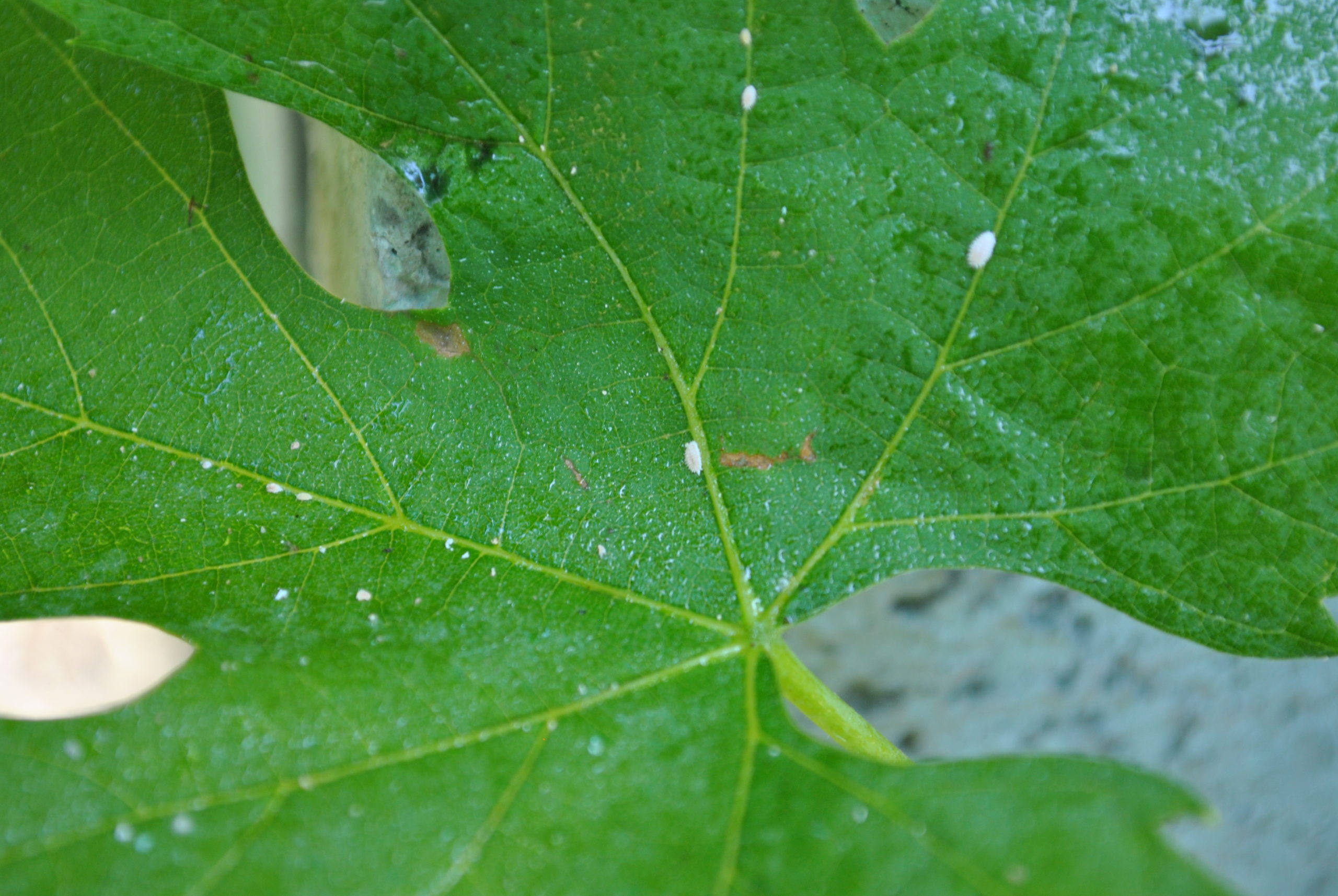 BOLLETTINO FITOSANITARIO BIOLOGICO: 28 APRILE 2026 - 15