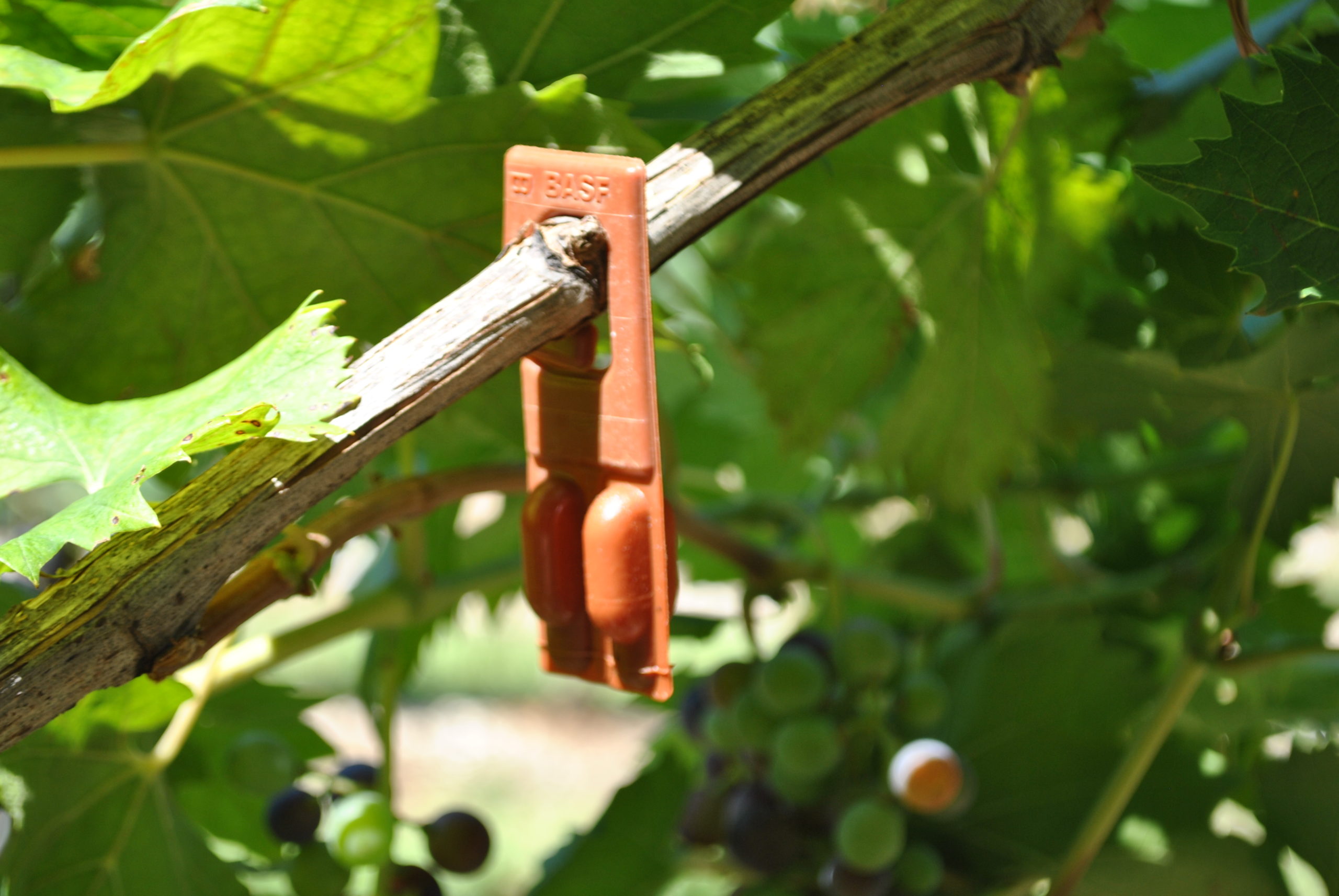 BOLLETTINO FITOSANITARIO VITE: 31 MARZO 2026 - 9