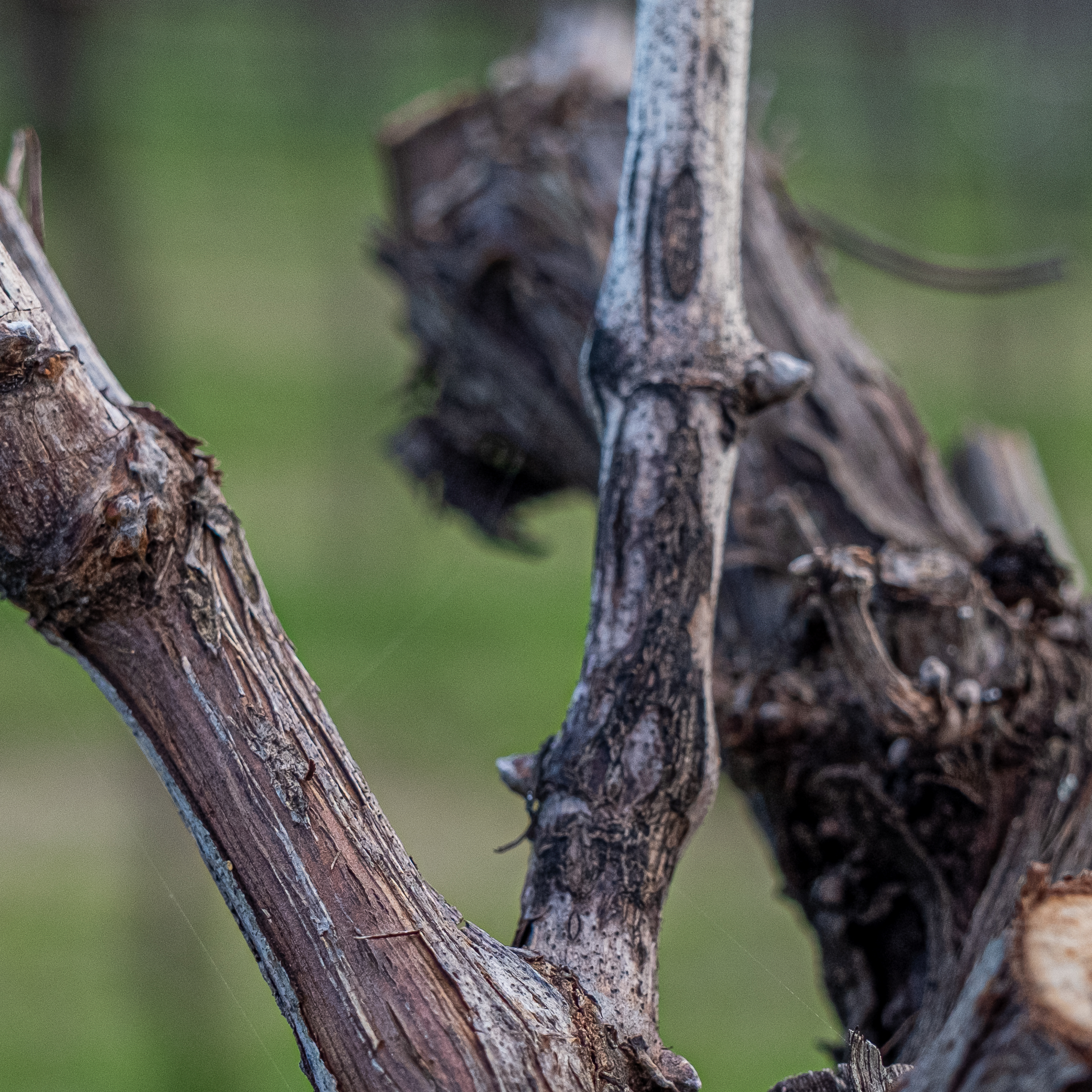 BOLLETTINO FITOSANITARIO VITE: 31 MARZO 2026 - 5