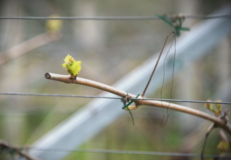 BOLLETTINO FITOSANITARIO VITE: 03 APRILE 2024 - 45