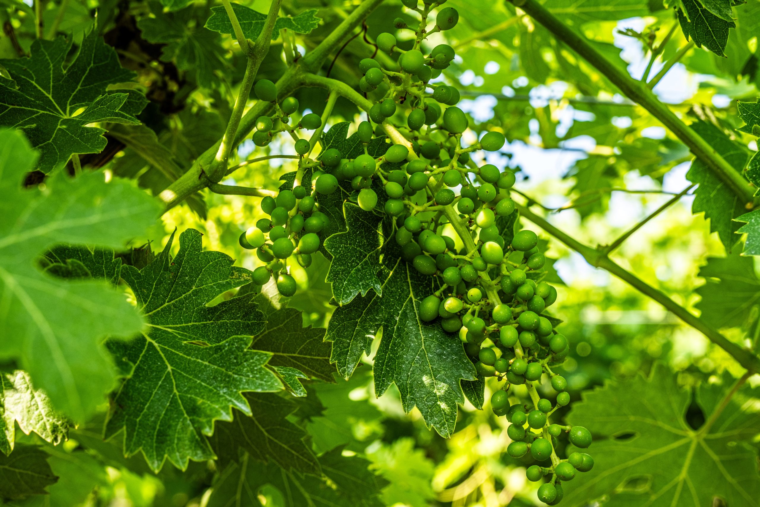 BOLLETTINO FITOSANITARIO VITE: 09 GIUGNO 2026 - 3