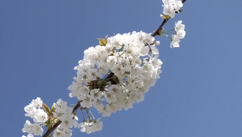 INSIEME PIU' FORTI: il nostro augurio di Buona Pasqua - 1