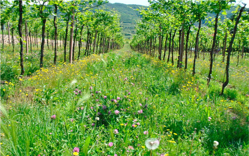 Siccità. Cantina Valpolicella Negrar porta a Vinitaly i vini Domìni Veneti prodotti con metodi anti-spreco d'acqua - 12