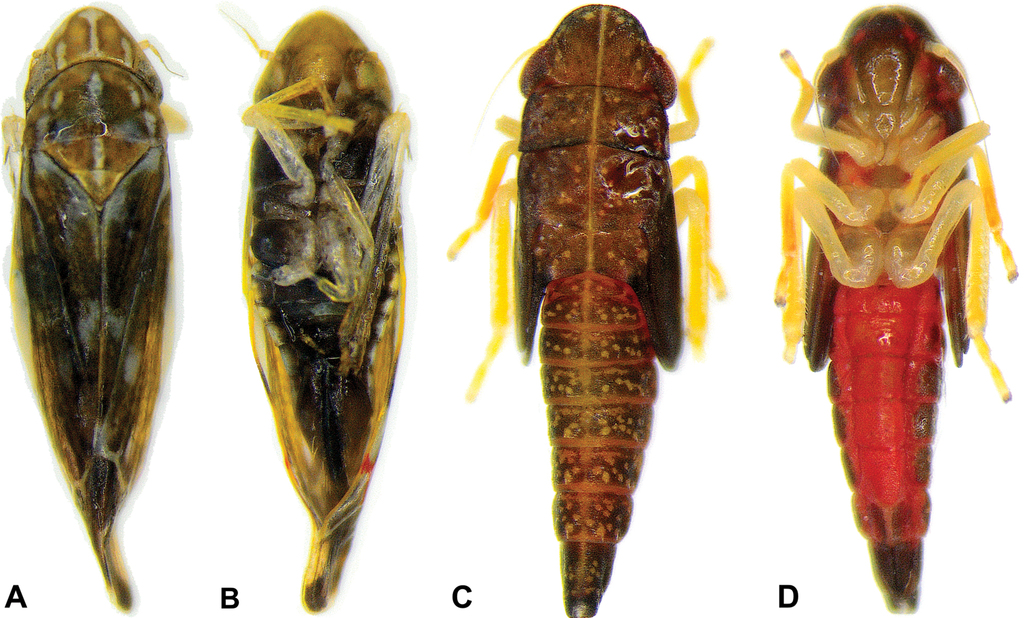 BOLLETTINO FITOSANITARIO VITE: 08 APRILE 2026 - 15