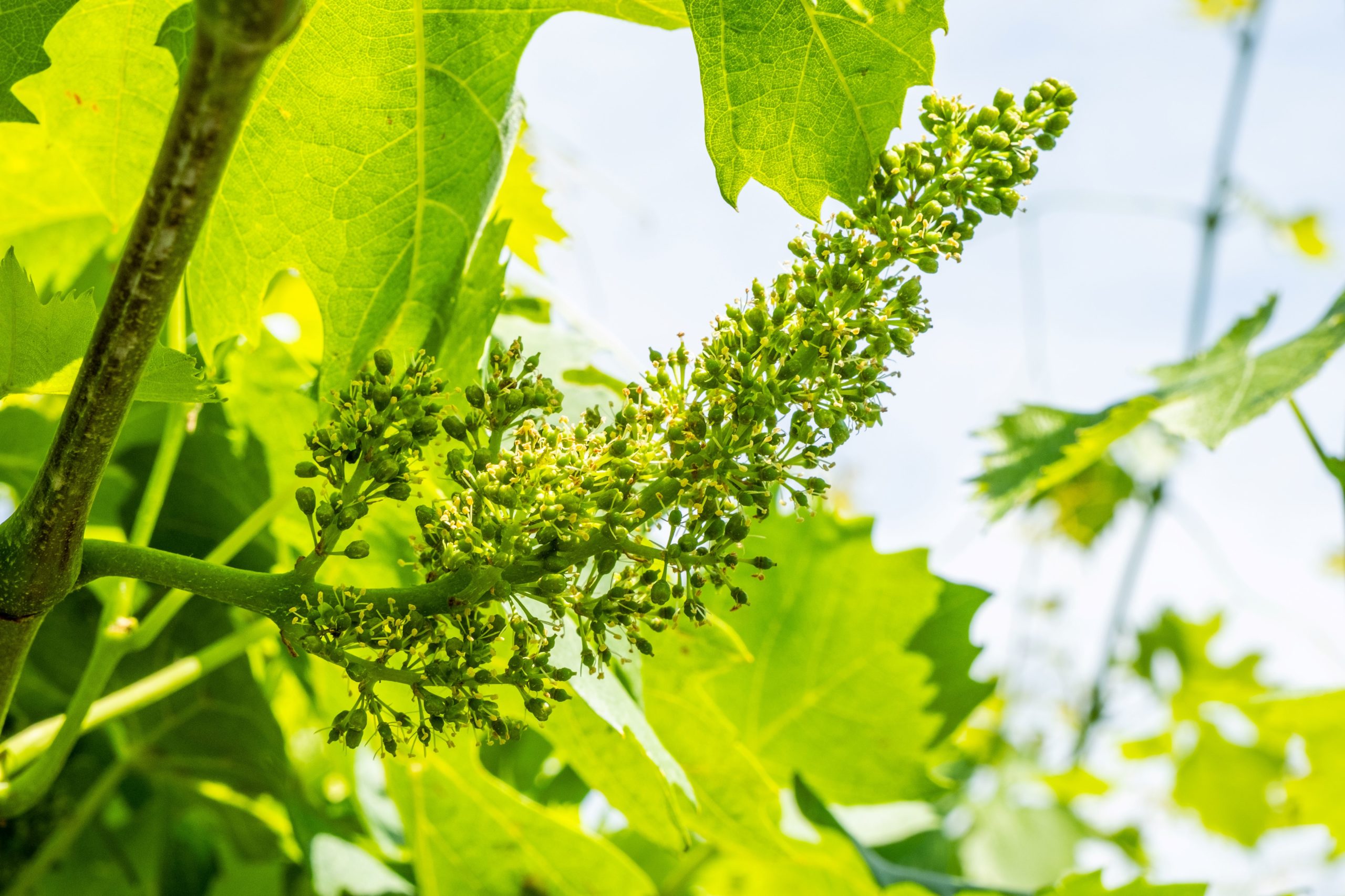 BOLLETTINO FITOSANITARIO BIOLOGICO: 19 MAGGIO 2026 - 3