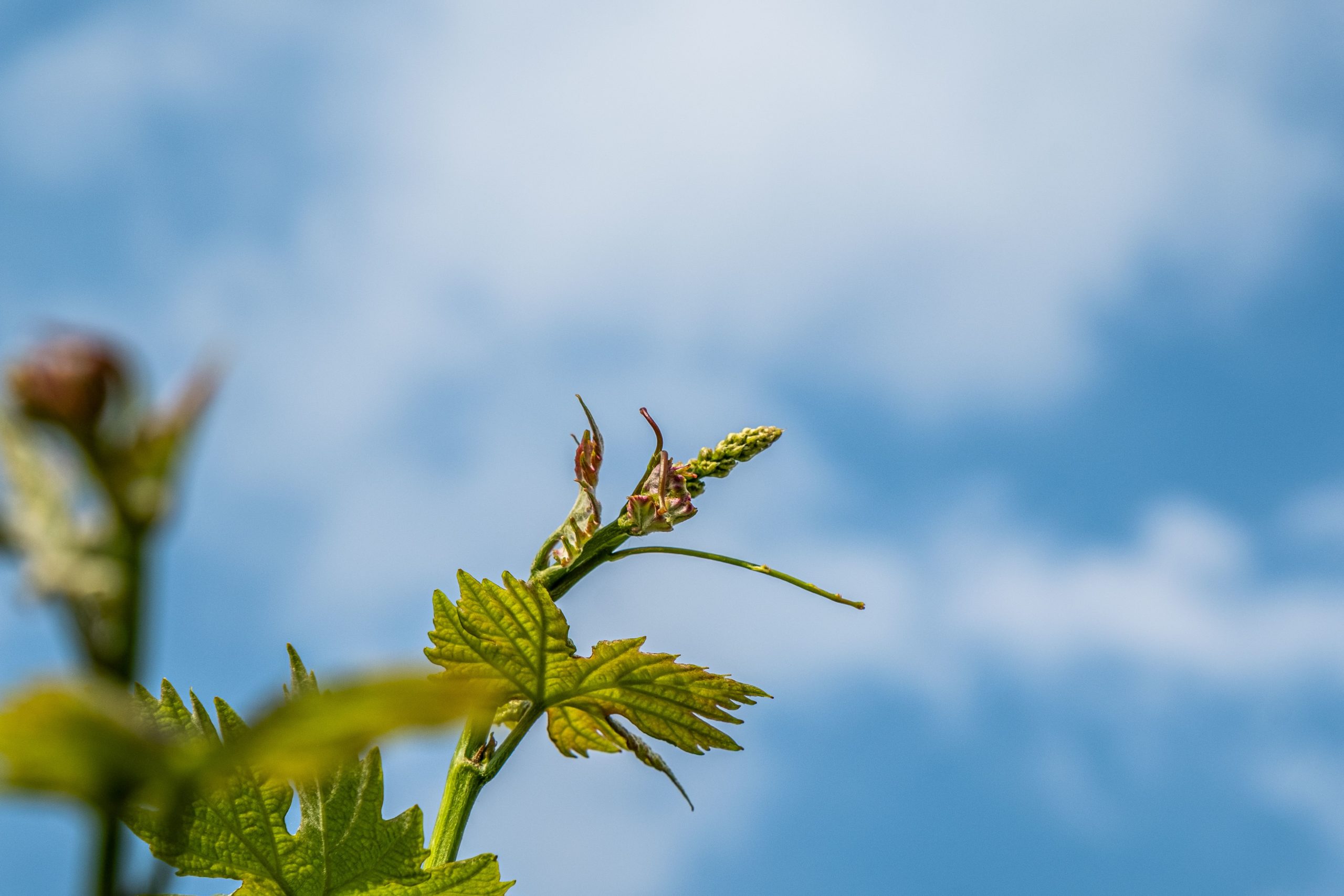 BOLLETTINO FITOSANITARIO VITE: 21 APRILE 2026 - 3