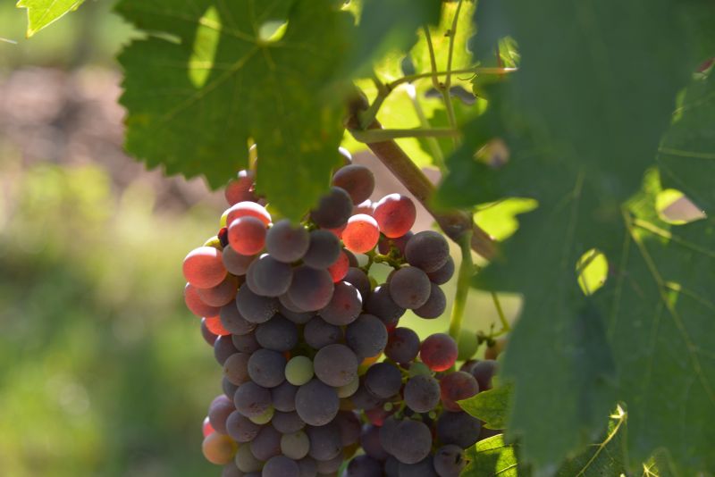 Bollettino fitosanitario del 13 Agosto 2019 - 2 Bollettino fitosanitario del 13 Agosto 2019 - 1