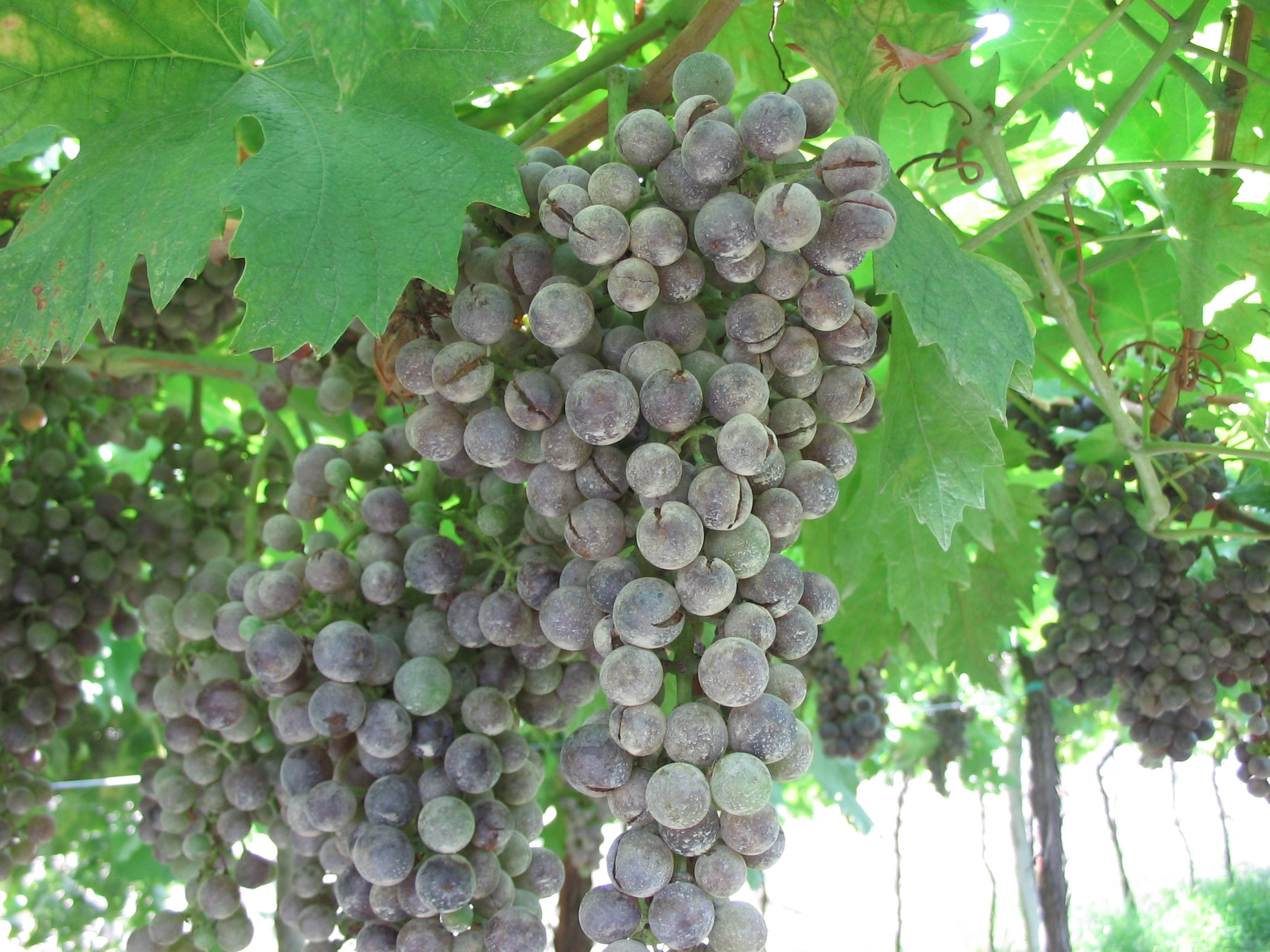 BOLLETTINO FITOSANITARIO VITE: 26 AGOSTO 2025 - 4 BOLLETTINO FITOSANITARIO VITE: 26 AGOSTO 2025 - 3