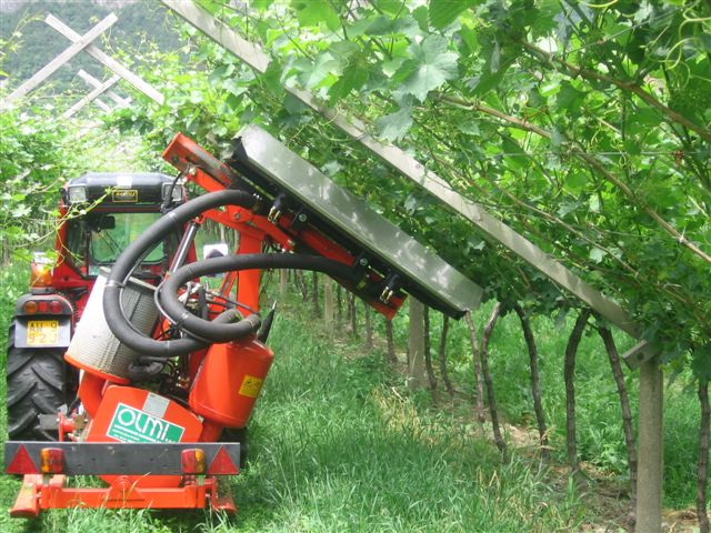 BOLLETTINO FITOSANITARIO VITE: 17 GIUGNO 2025 - 26 BOLLETTINO FITOSANITARIO VITE: 17 GIUGNO 2025 - 25