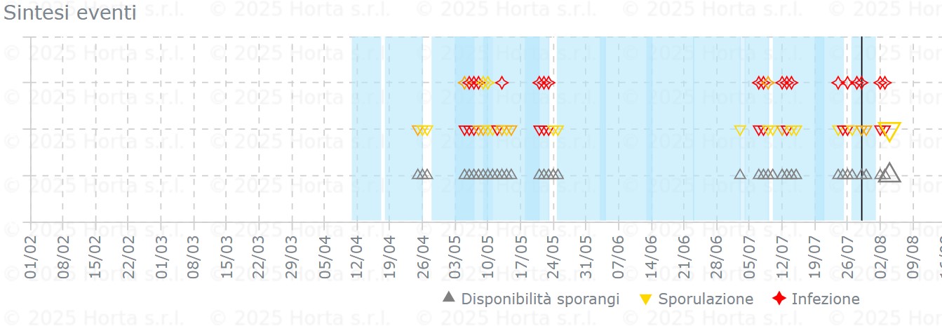BOLLETTINO FITOSANITARIO BIOLOGICO: 29 LUGLIO 2025 - 7