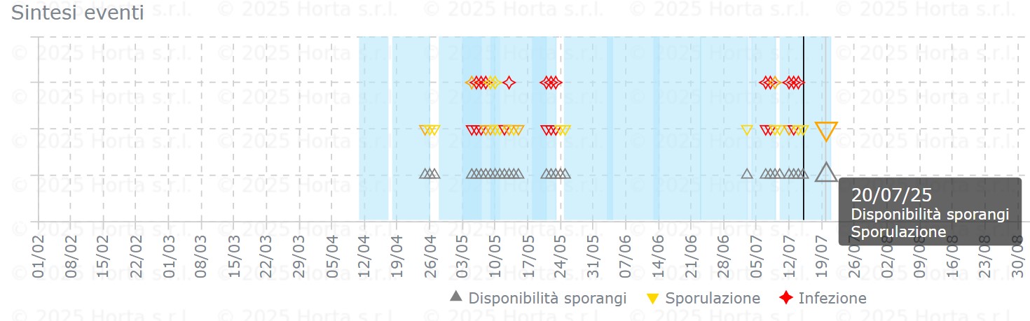 BOLLETTINO FITOSANITARIO VITE: 15 LUGLIO 2025 - 6 BOLLETTINO FITOSANITARIO VITE: 15 LUGLIO 2025 - 5