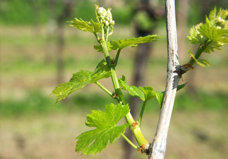 AGGIORNAMENTO BOLLETTINO FITOSANITARIO VITE: 12 APRILE 2024 - 31