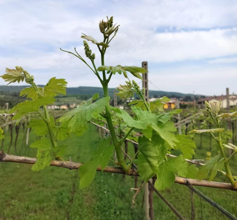 BOLLETTINO FITOSANITARIO VITE: 23 APRILE 2024 - 1