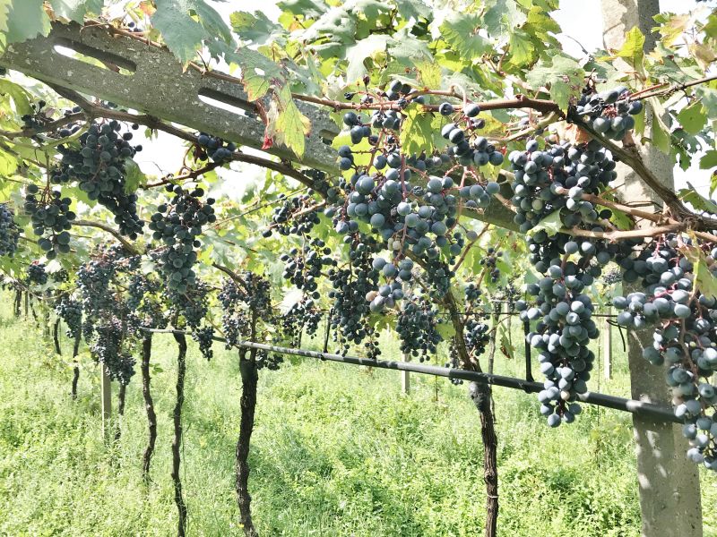 Bollettino fitosanitario del 21 Agosto 2019 - 20 Bollettino fitosanitario del 21 Agosto 2019 - 19